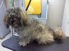 lhasa2b4