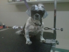 shih-tzu2aft