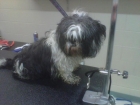 shih-tzu2b4