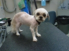 shih-tzuaft