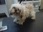 shih-tzub4