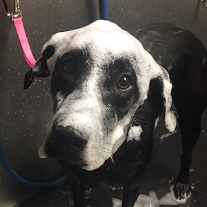 All Our Groovy Pet Grooming Services Enjoying our Blueberry Facial Soak