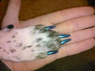 how do you paint a dogs nails