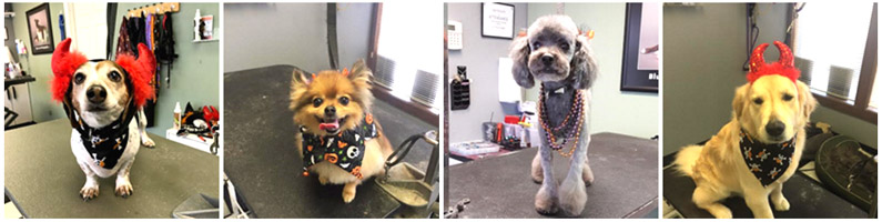 Dog Grooming Services in Colorado Springs