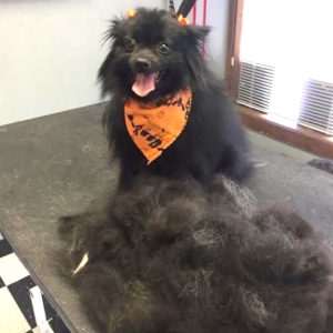 furminator treatment for dogs