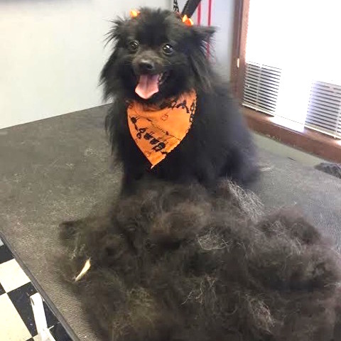 furminator spitz