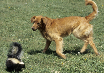 Delightful Dog De-Skunking