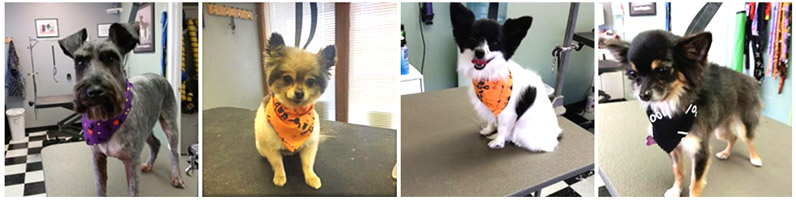 Marvelous Medicated Dog Bath Soggy Doggies Grooming Colorado Springs