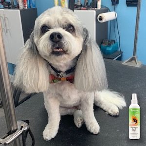 Best Basic Bath and Groom at Soggy Doggies Grooming in Colorado Springs