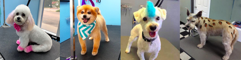 Just-for-kicks color customers at Soggy Doggies Grooming in Colorado Springs