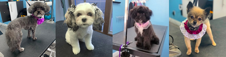 Spa Dog Customers at Soggy Doggies Grooming in Colorado Springs