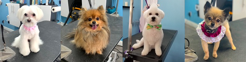 Deskunking treatment customers at Soggy Doggies Grooming in Colorado Springs