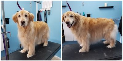 Golden Retriever Before And After Grooming Pictures Colorado Springs Dog Groomer