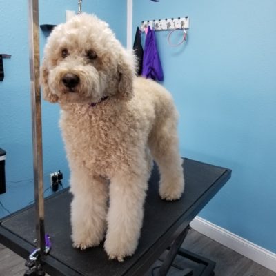 White poodle before and after grooming pictures