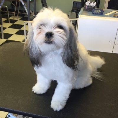 White dog, before and after grooming pictures