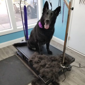 FURminator deShedding Treatment