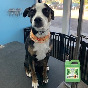 Soothing Oatmeal Bath at Soggy Doggies Grooming in Colorado Springs