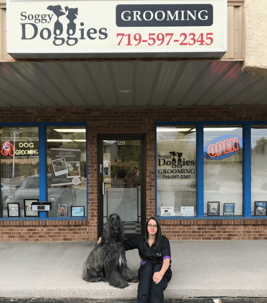 Dog with colorful professionally applied coat color