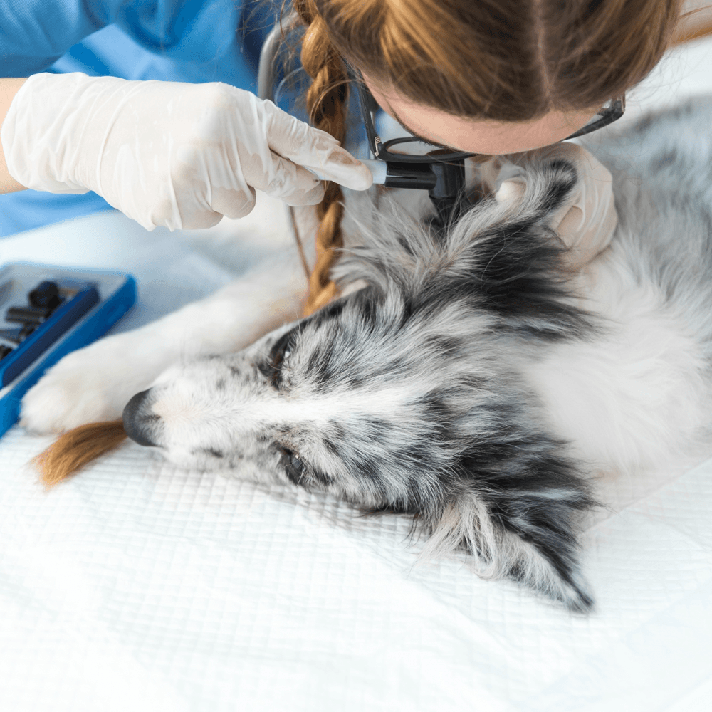 Dog receiving a professional de-skunking treatment