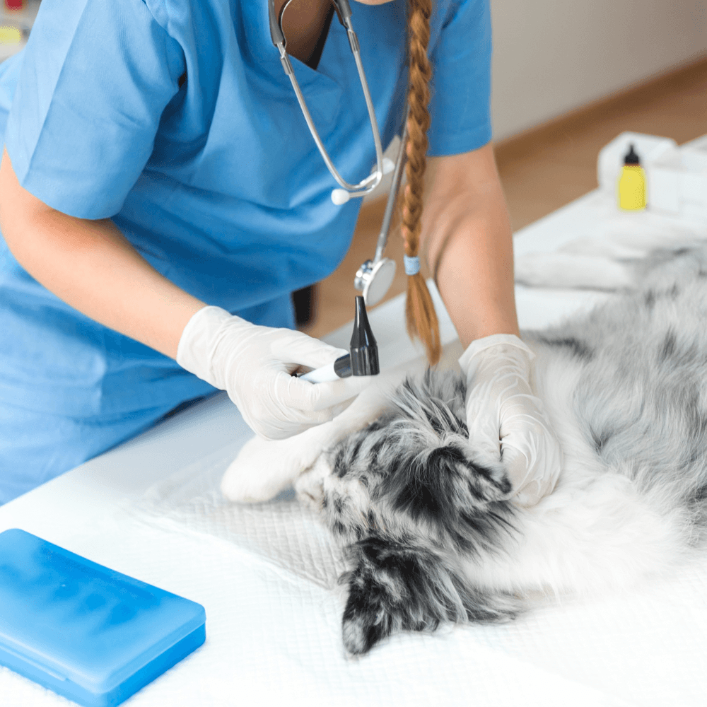 Professional dog de-skunking and odor removal treatment