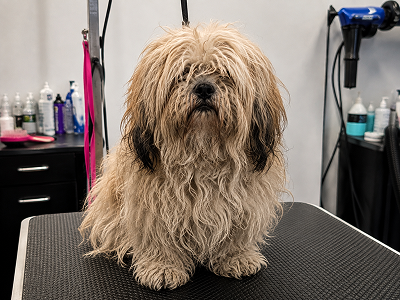 Dog before grooming