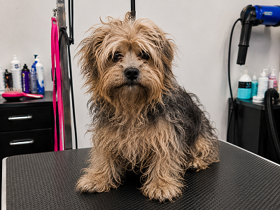 Dog before grooming