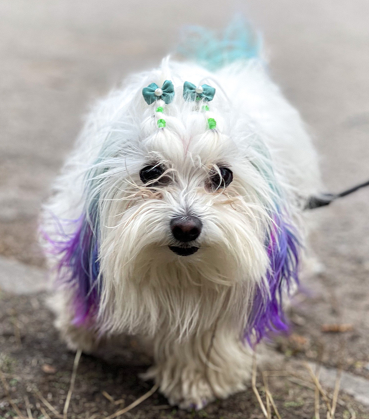 Dog receiving safe professional hair coloring
