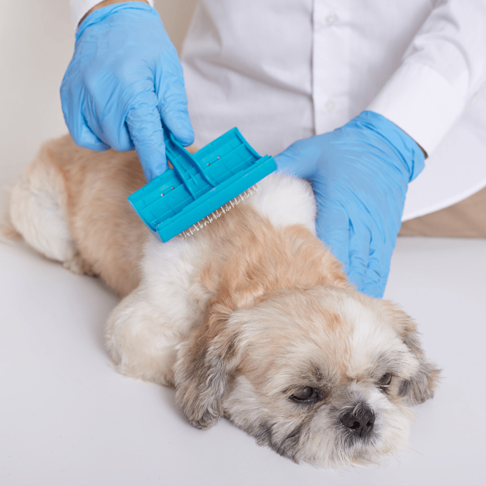 Dog receiving gentle flea-control grooming care