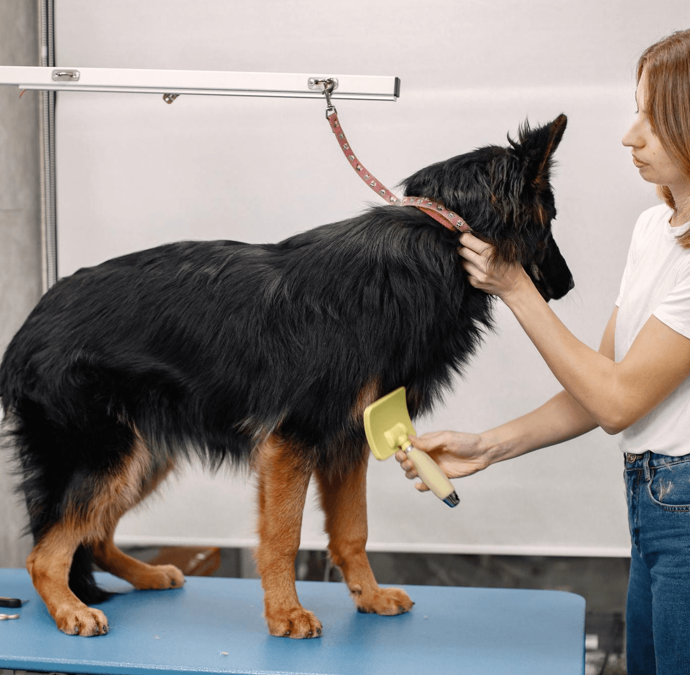 Professional deShedding treatment for a dog