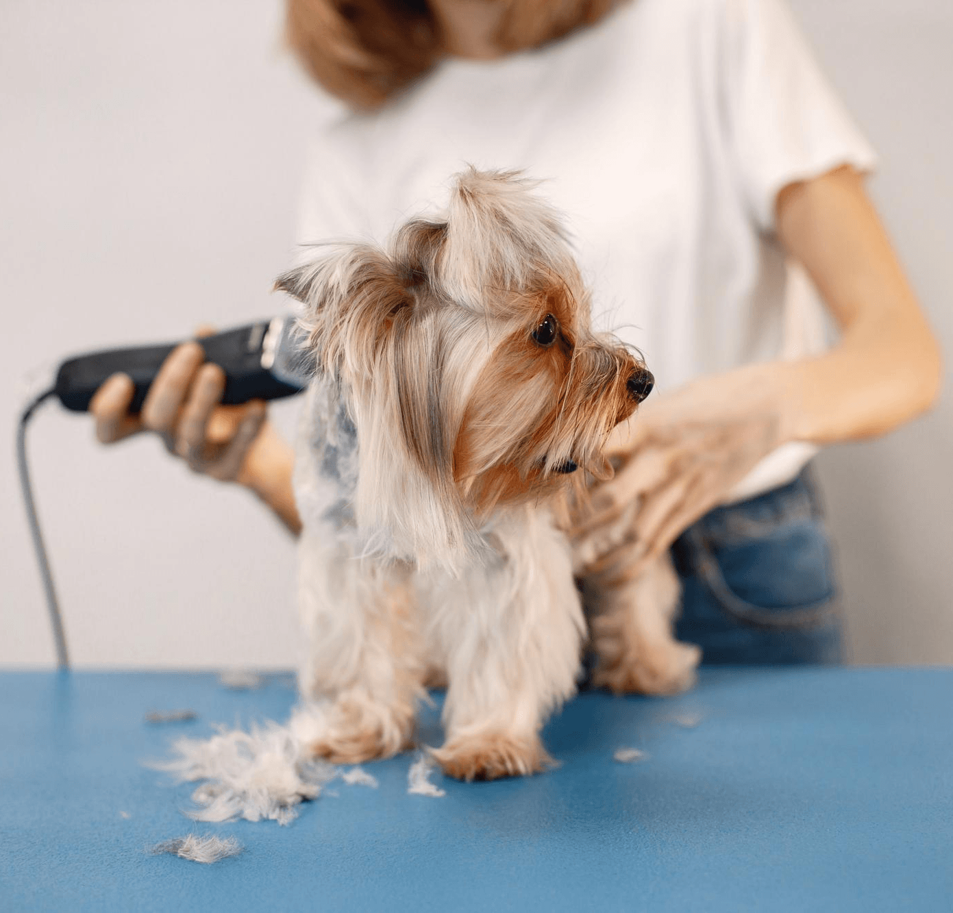 Dog receiving a FURminator deShedding treatment