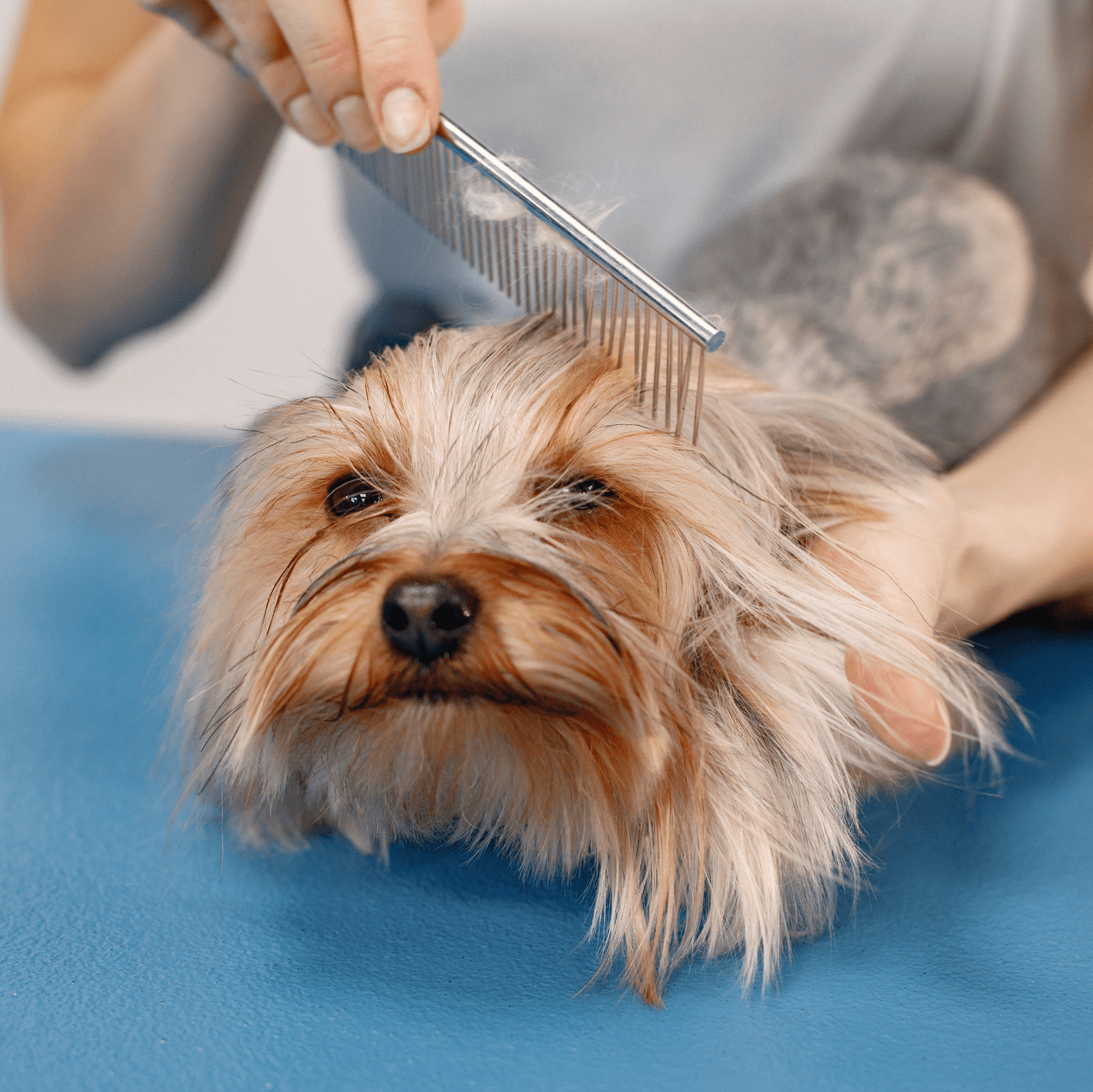 Dog being brushed during a FURminator deShedding treatment