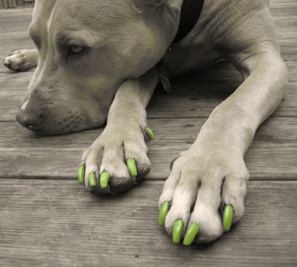 Dog with colorful professionally applied coat color