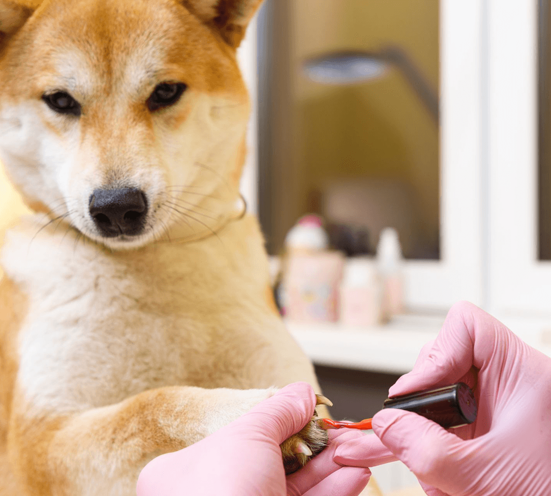 Pet-safe dog nail painting service