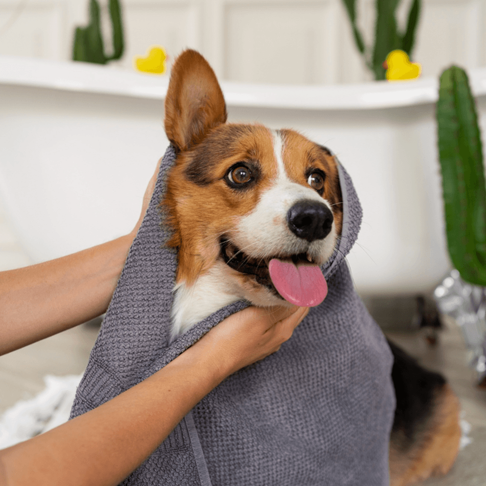 Dog enjoying gentle oatmeal skin and coat care