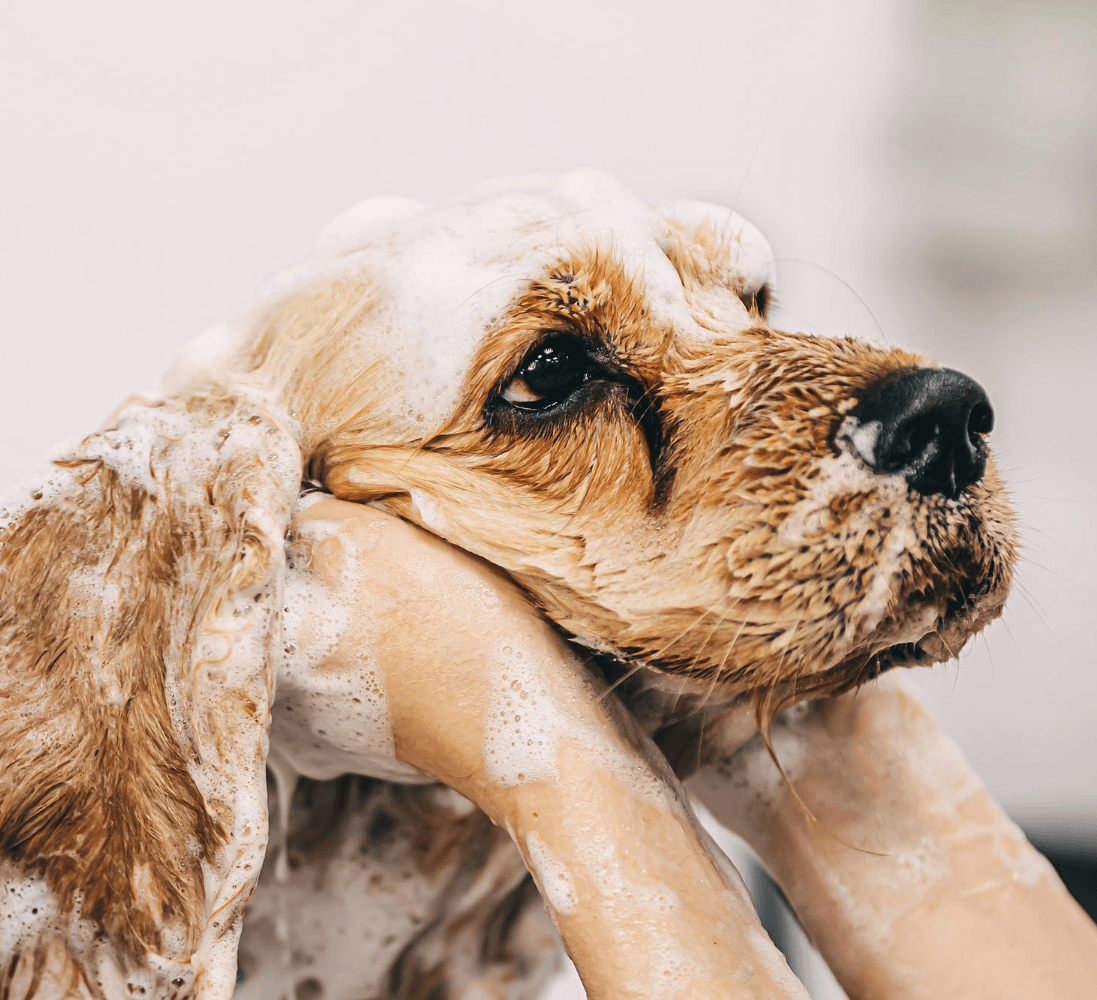 Happy groomed dog