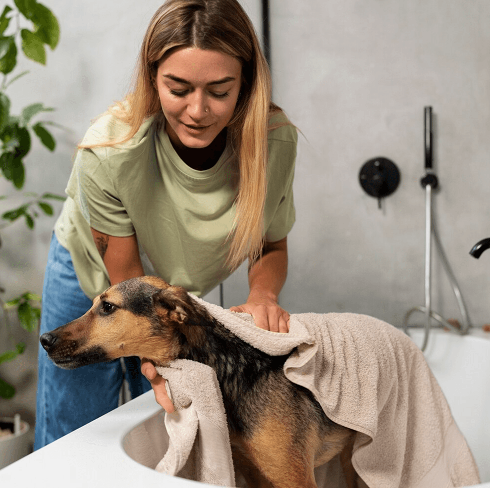 Dog receiving a relaxing spa grooming treatment
