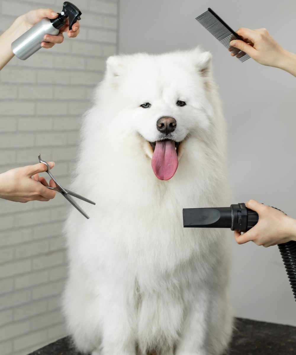 Dog with colorful professionally applied coat color