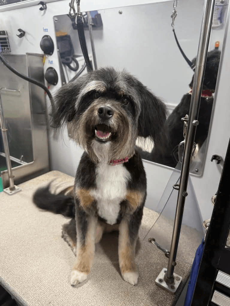 Dog before grooming