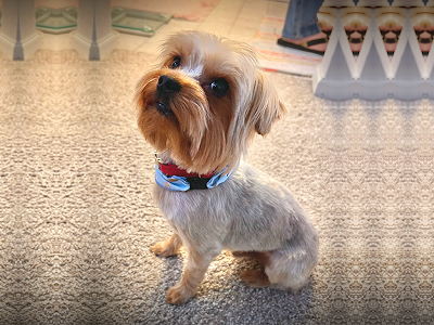 Dog after grooming