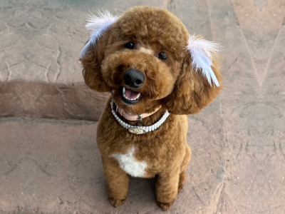 Dog after grooming