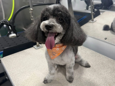 Dog after grooming