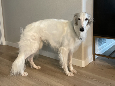 Dog after grooming