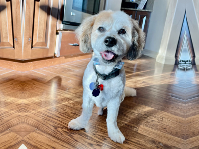 Dog after grooming