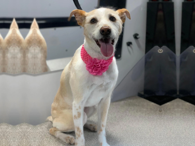 Dog after grooming