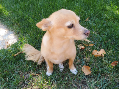 Dog after grooming