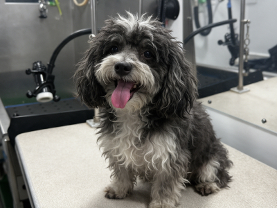 Dog before grooming