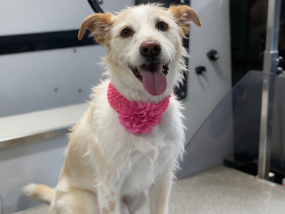Dog before grooming