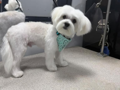 Dog after grooming