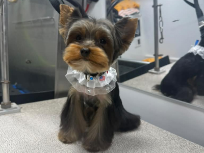Dog after grooming