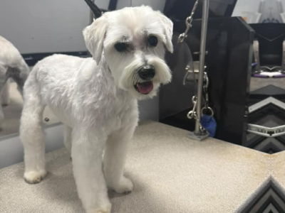 Dog after grooming